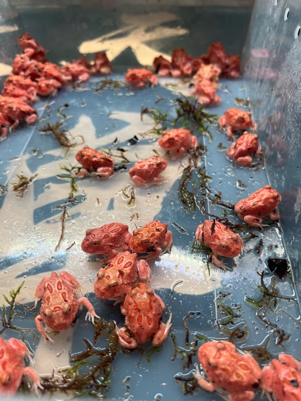 特价南美角蛙特价角蛙