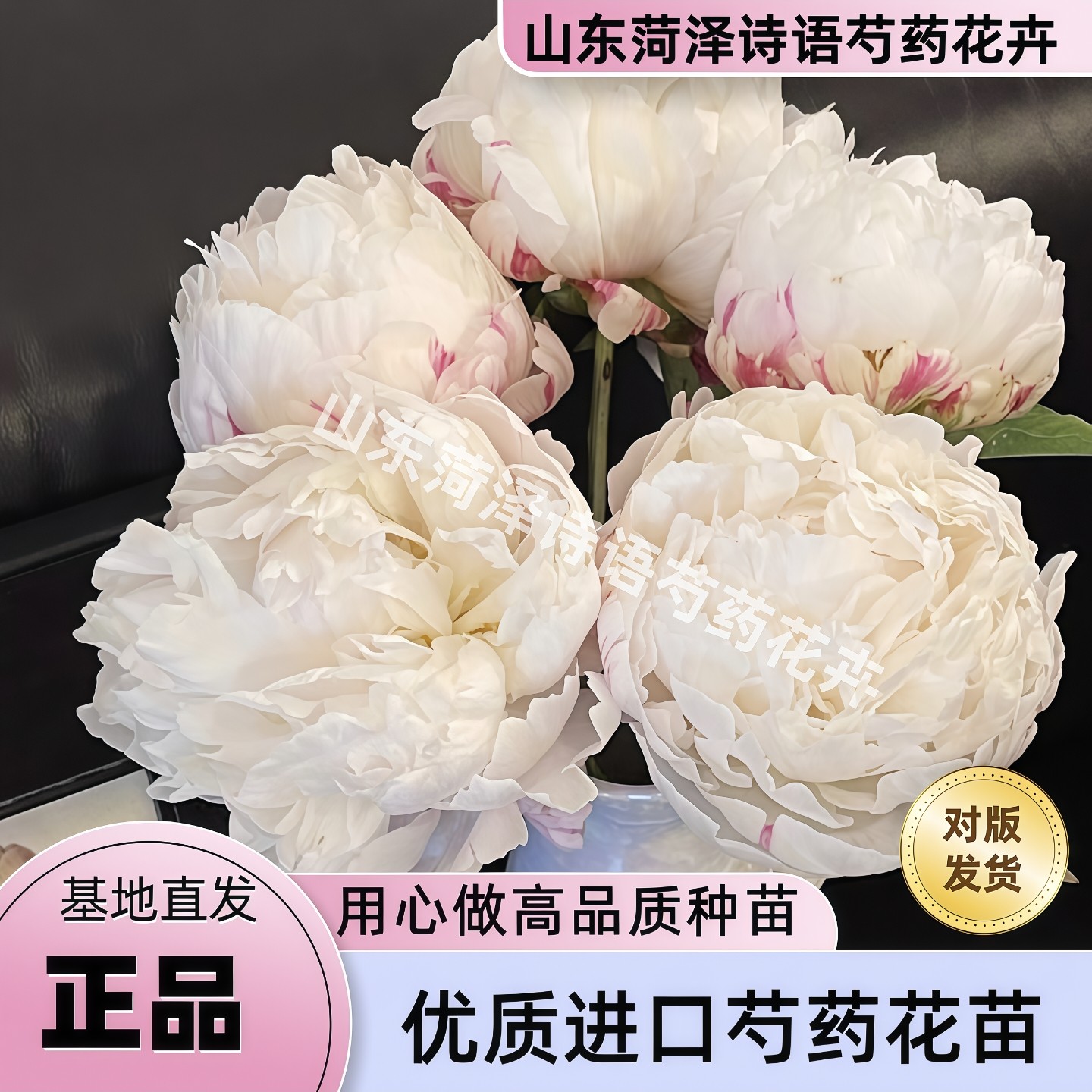 【卡尔克莱姆】诗语花卉-进口芍药花苗易成活【理性购物】