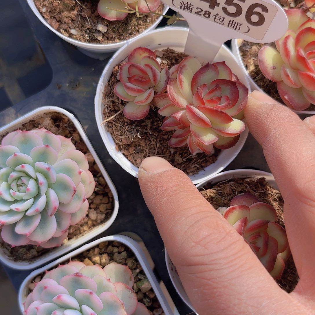 B456肉酱玫瑰一物一拍