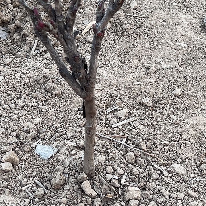 静***心完全开放中国红中颗