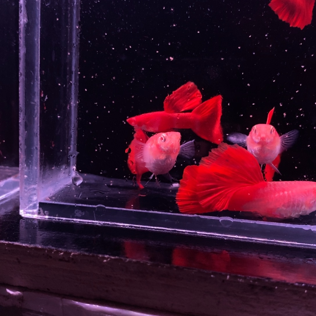 哈***哈孔雀鱼血红两公三母