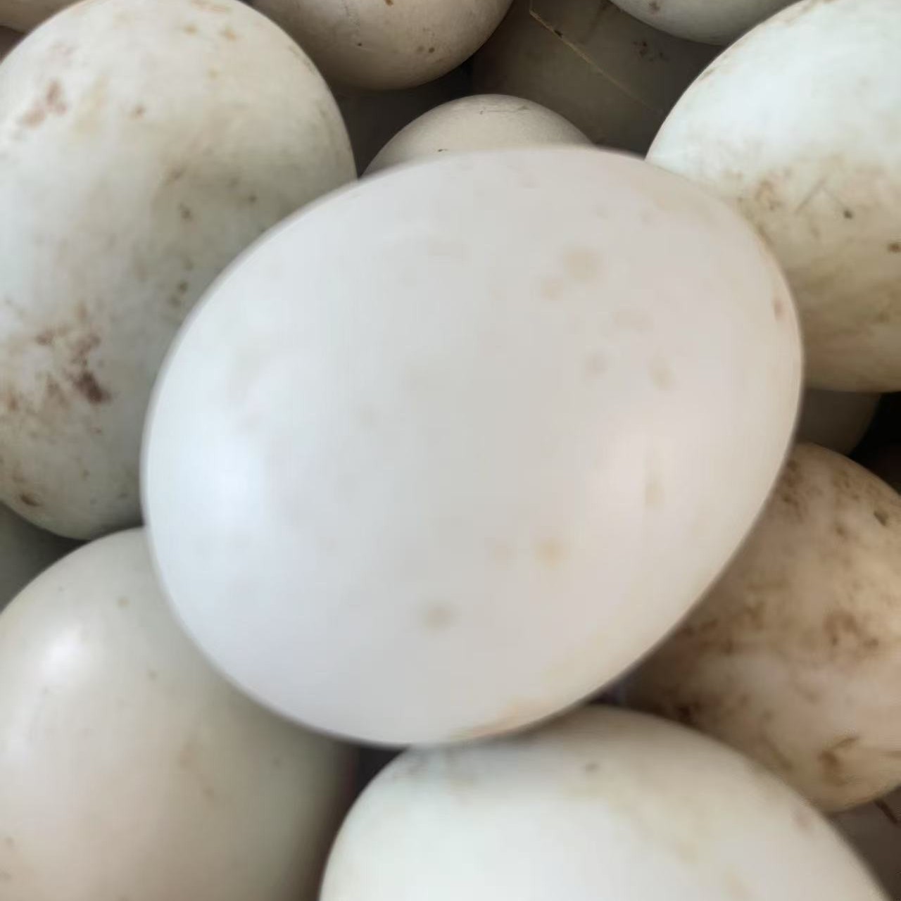 江边散养现捡新鲜笨鸭蛋绿壳红心营养丰富可腌制食用