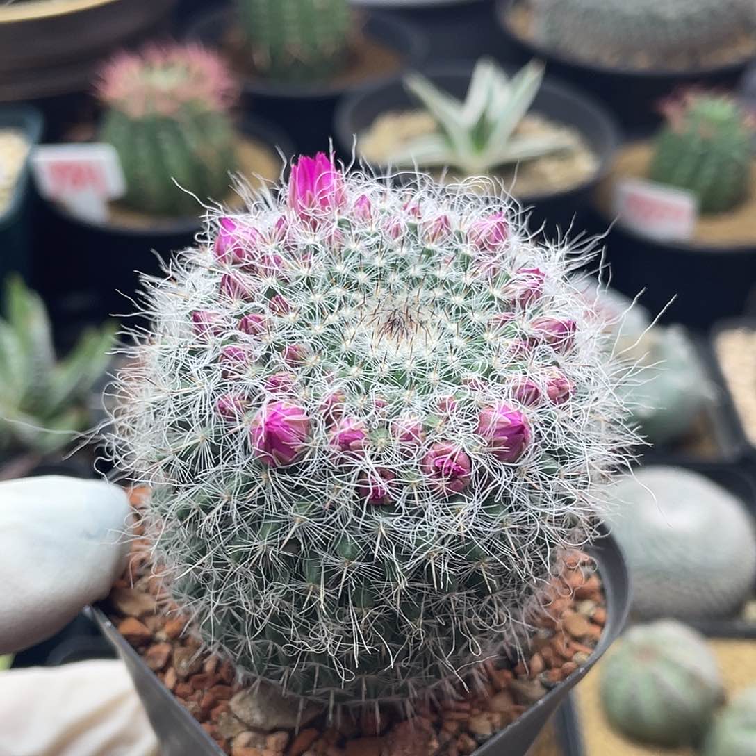 实生玉翁仙人球多肉