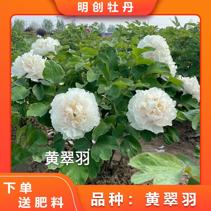 【黄翠羽】经典黄色老品种春季开花庭院阳台