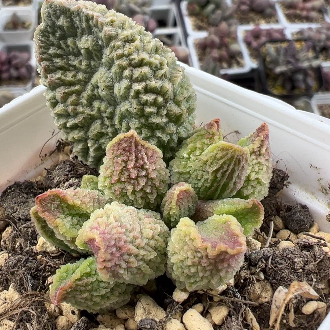 实生新品多肉植物水泡实生新品