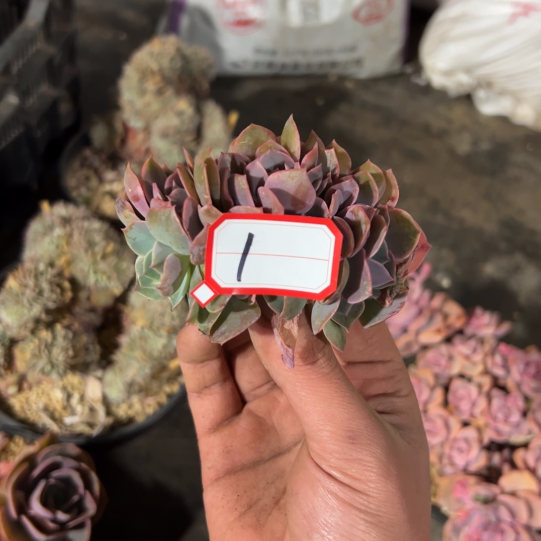 希****嘻1紫珍珠杂18 零零多肉植物
