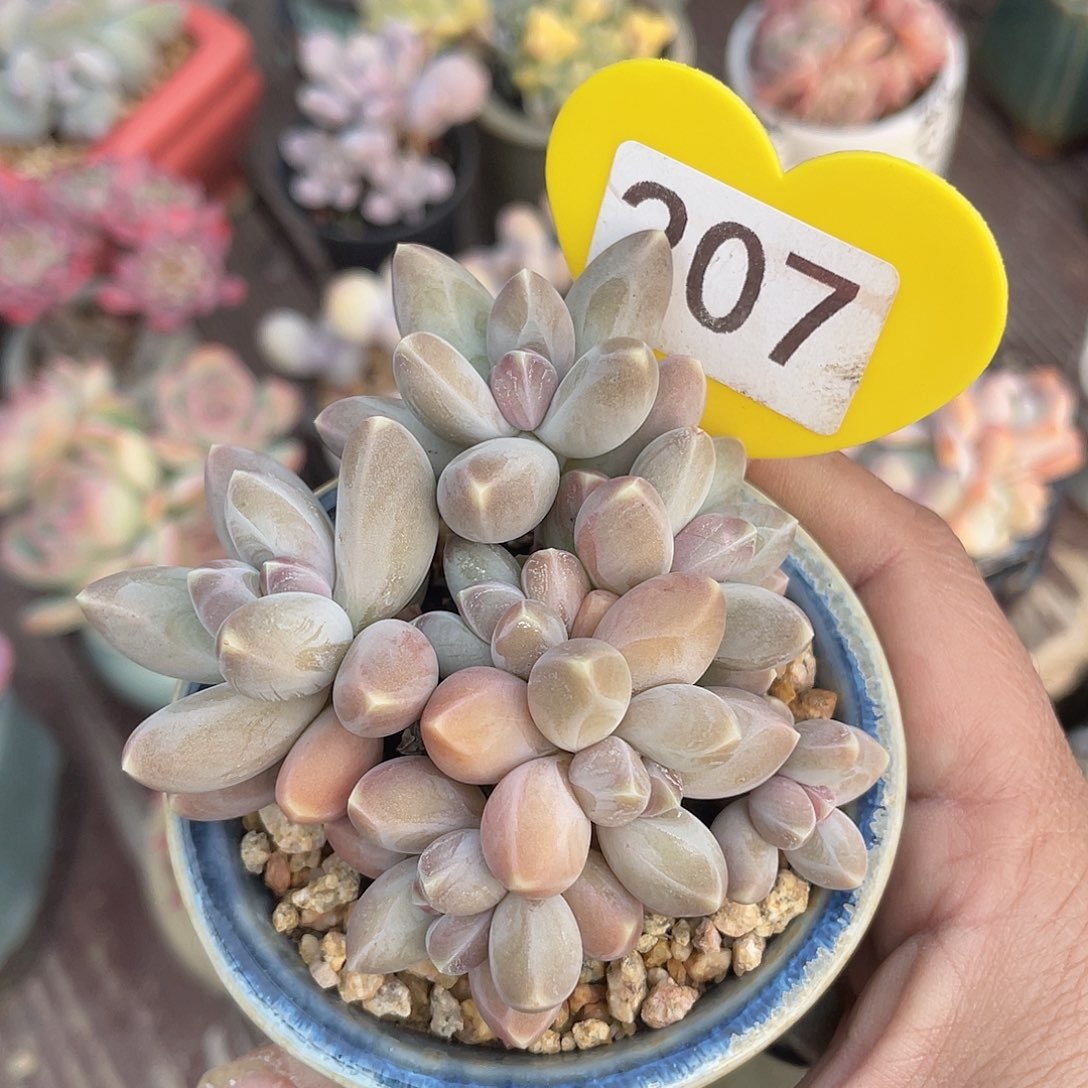 乌拉 脱土发货 7口盆