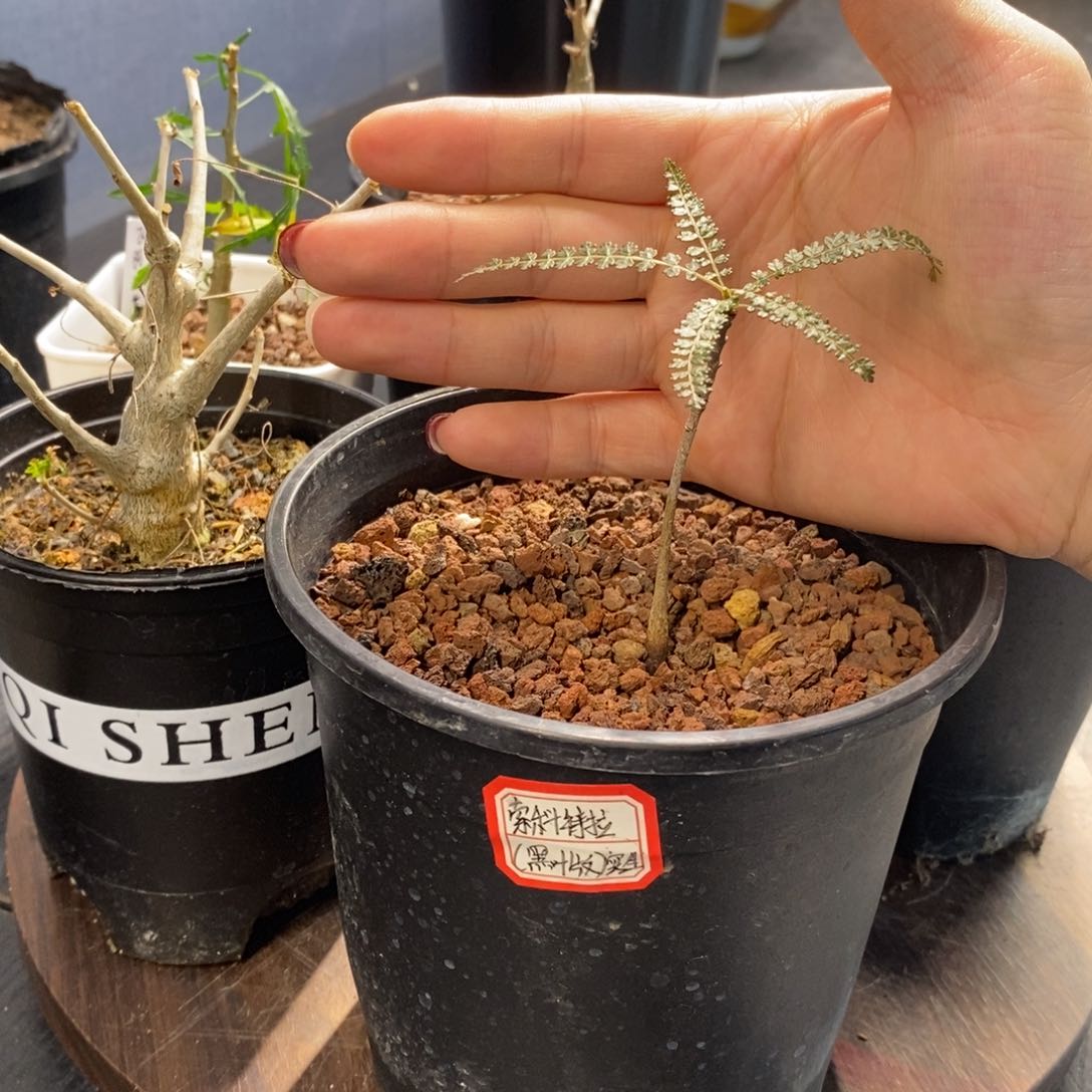 索科特拉乳香实生小苗