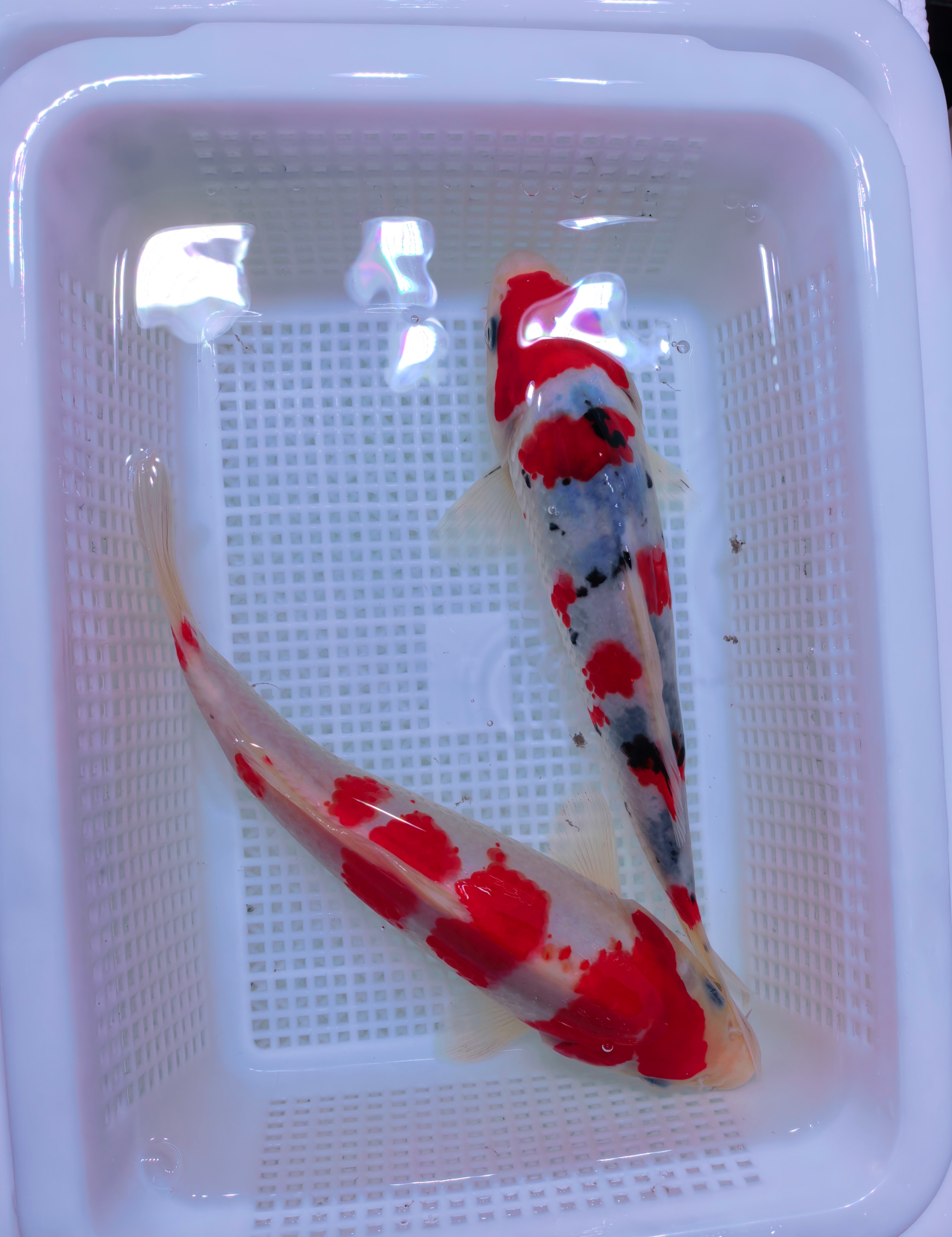 （ 1条红白1条大正）18-20公分锦鲤冷水鱼观赏鱼