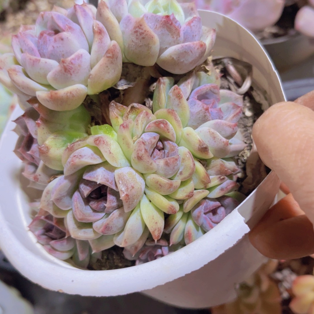 溏心暗纹杂30215多肉植物