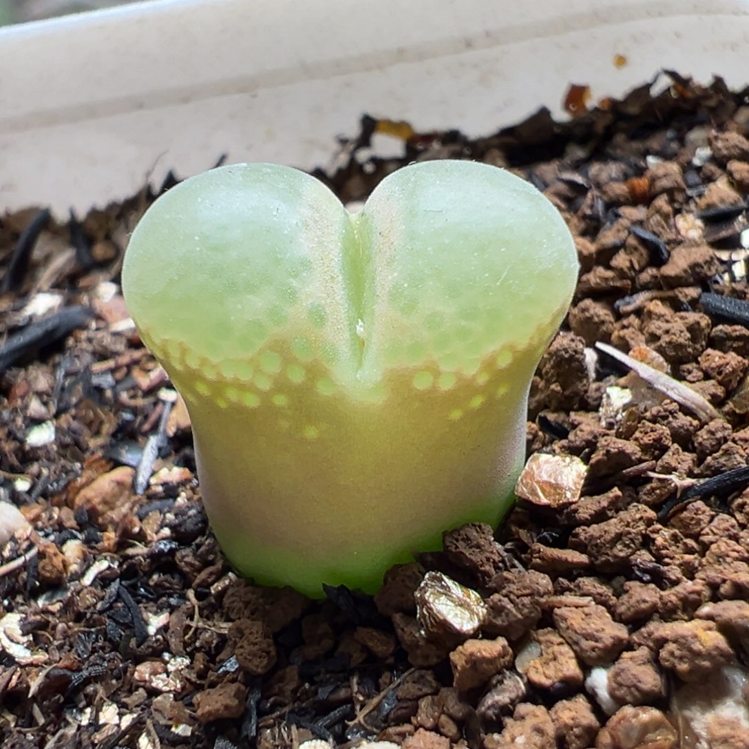 粉芭比多肉植物盆栽
