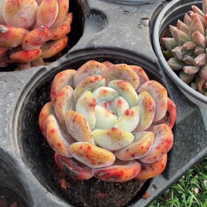 橙梦露老桩粗腿。          