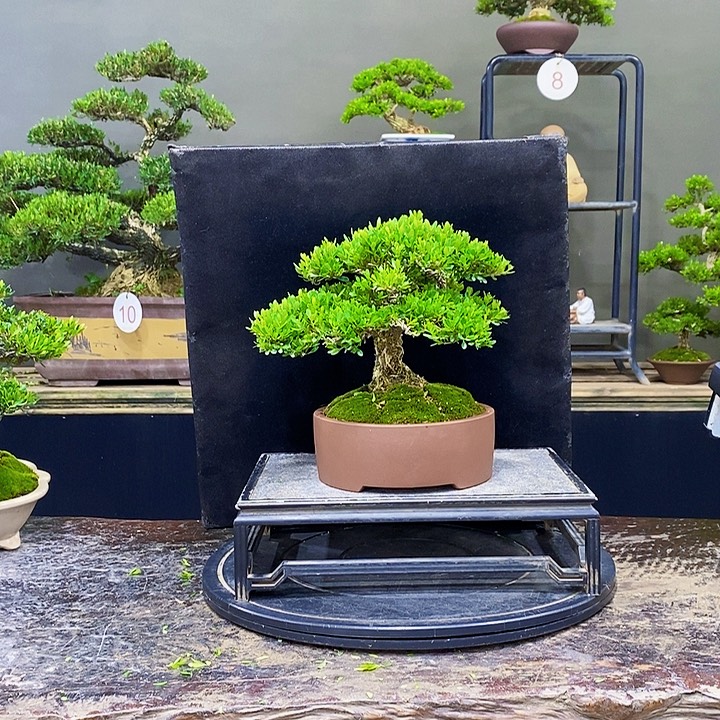 无花朵黄杨盆景四季常青