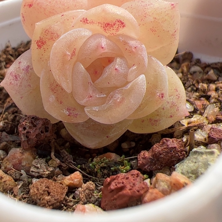 807 一物一拍，精品糖心，尺寸不大介意勿拍