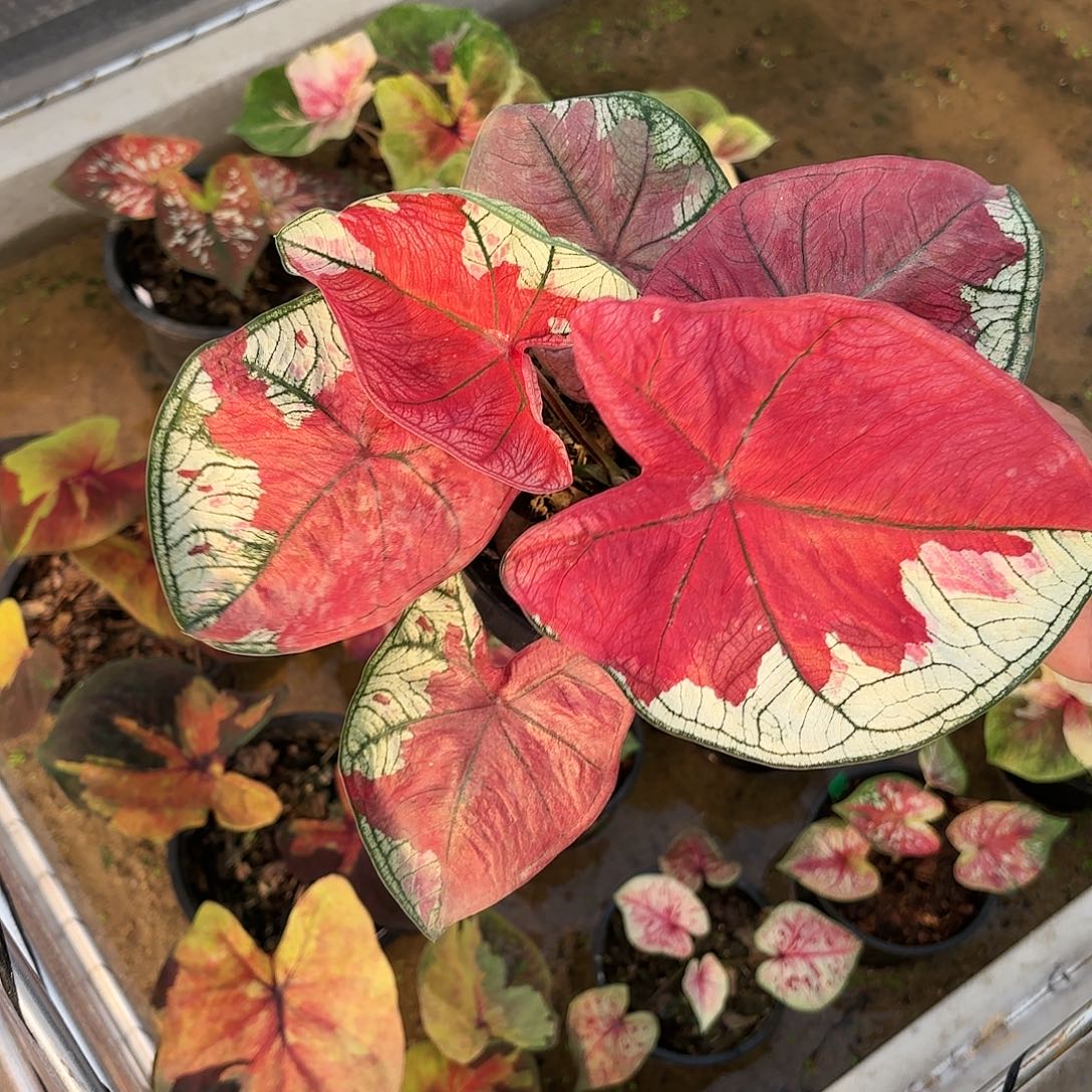 泰国彩叶芋30-0123