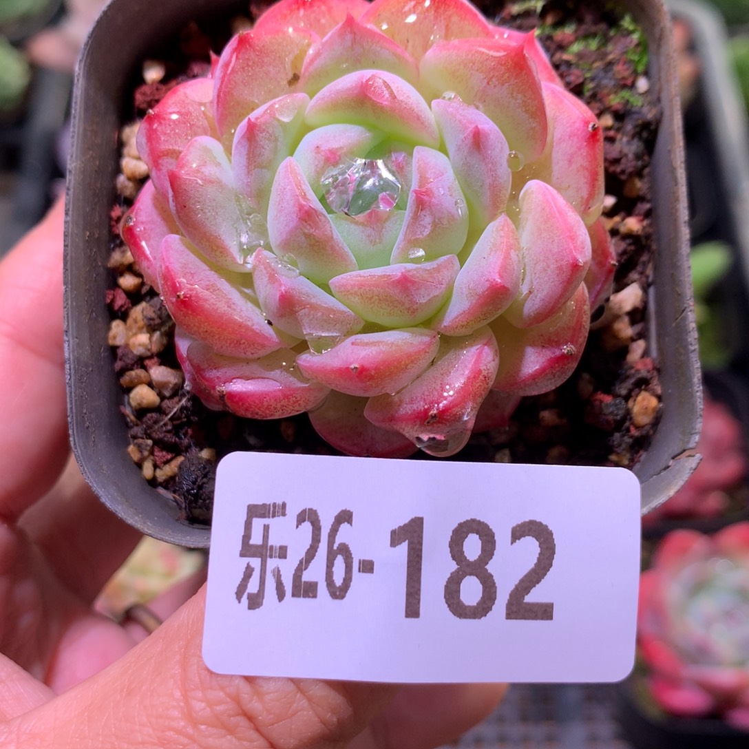 乐然26-182 白桃汽水 