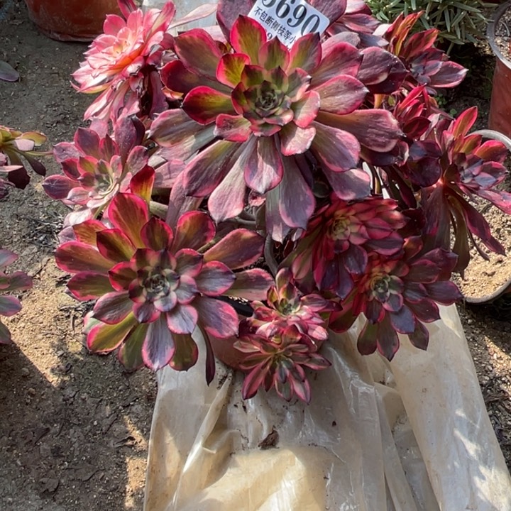 690号烟花多肉植物