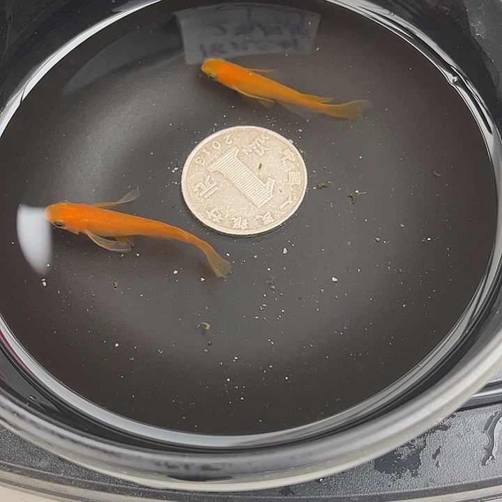 青鳉鱼真长鳍小野红帝2条49号