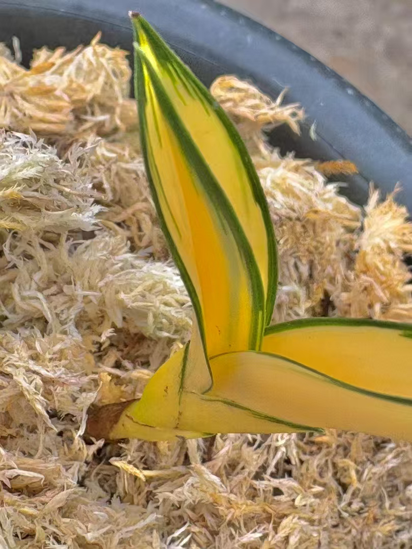 精品兰花 室内外盆景盆栽 （一物一拍）