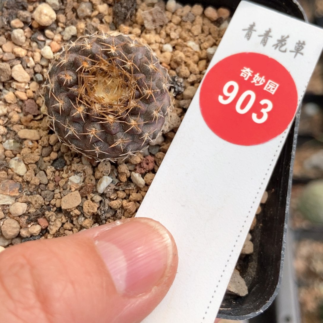 实生狼头玉2.6cm