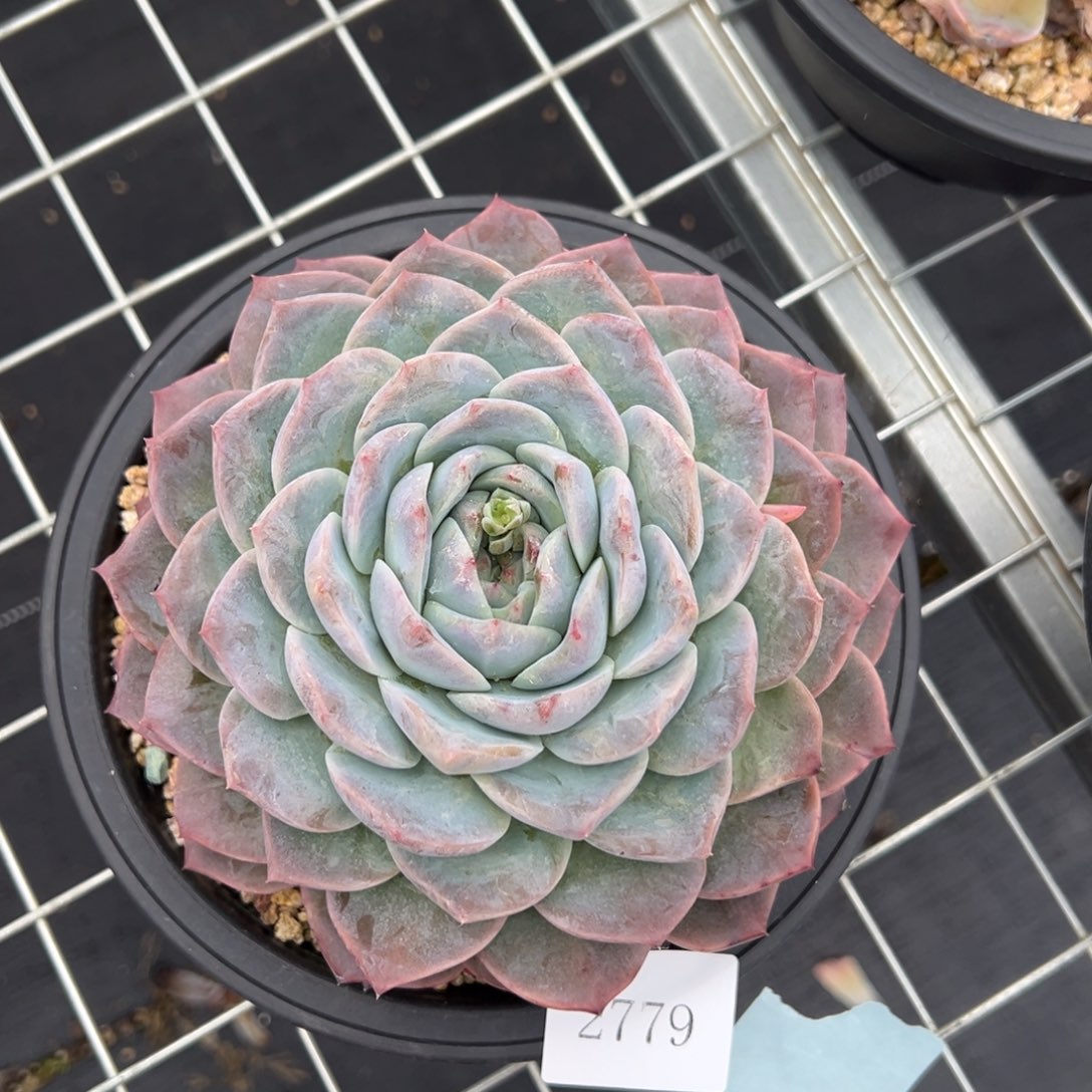 ?****32779肉肉肉肉肉肉肉