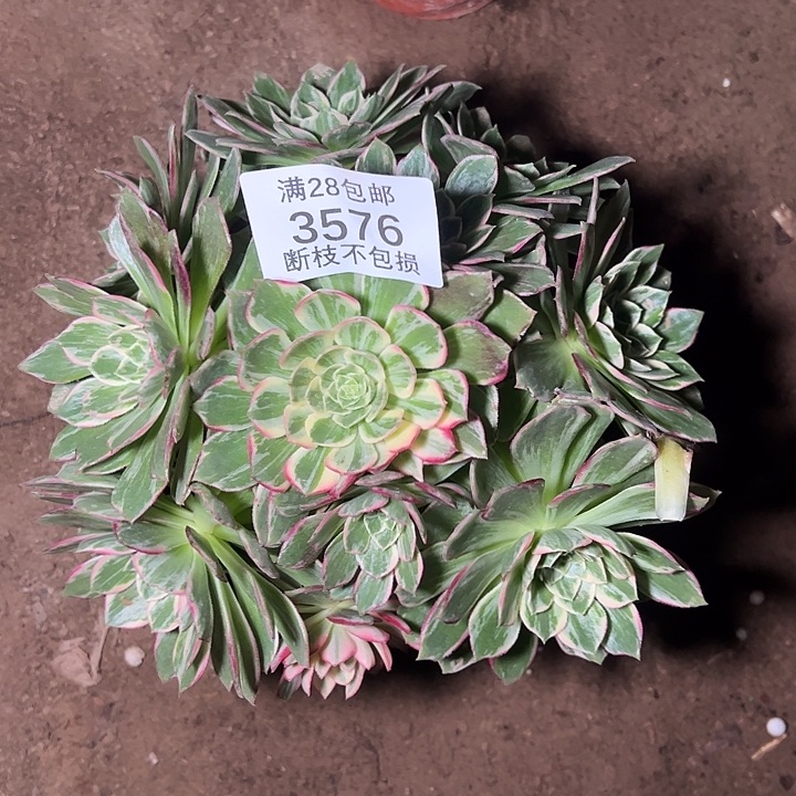 3576万花筒多肉植物