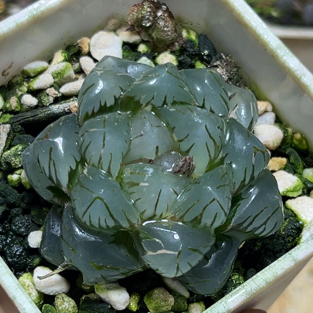 恭喜发财大吉大利0095水中月