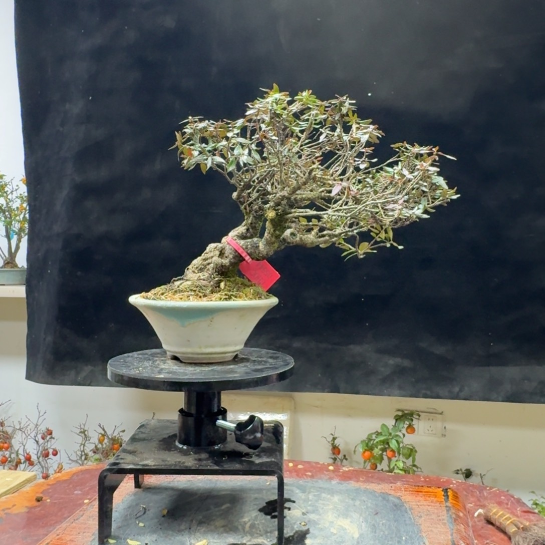 三***水无花朵249顺丰到付不包邮