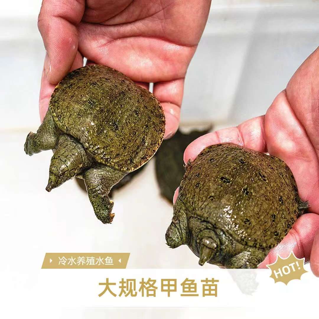 纯外塘冷水大规格1-8两甲鱼苗鳖团鱼水鱼活体鲜活包邮包活到家