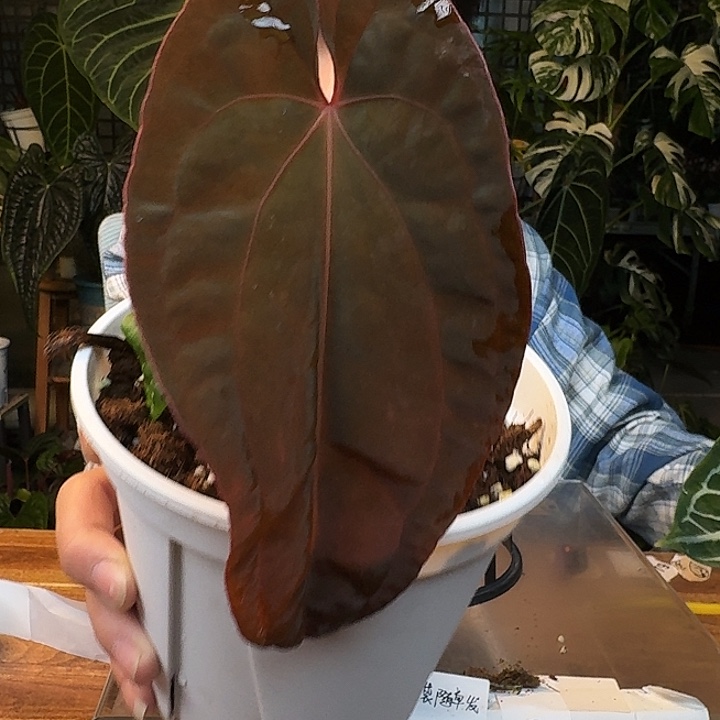 不开花植物J27夜龙杂黑凤凰