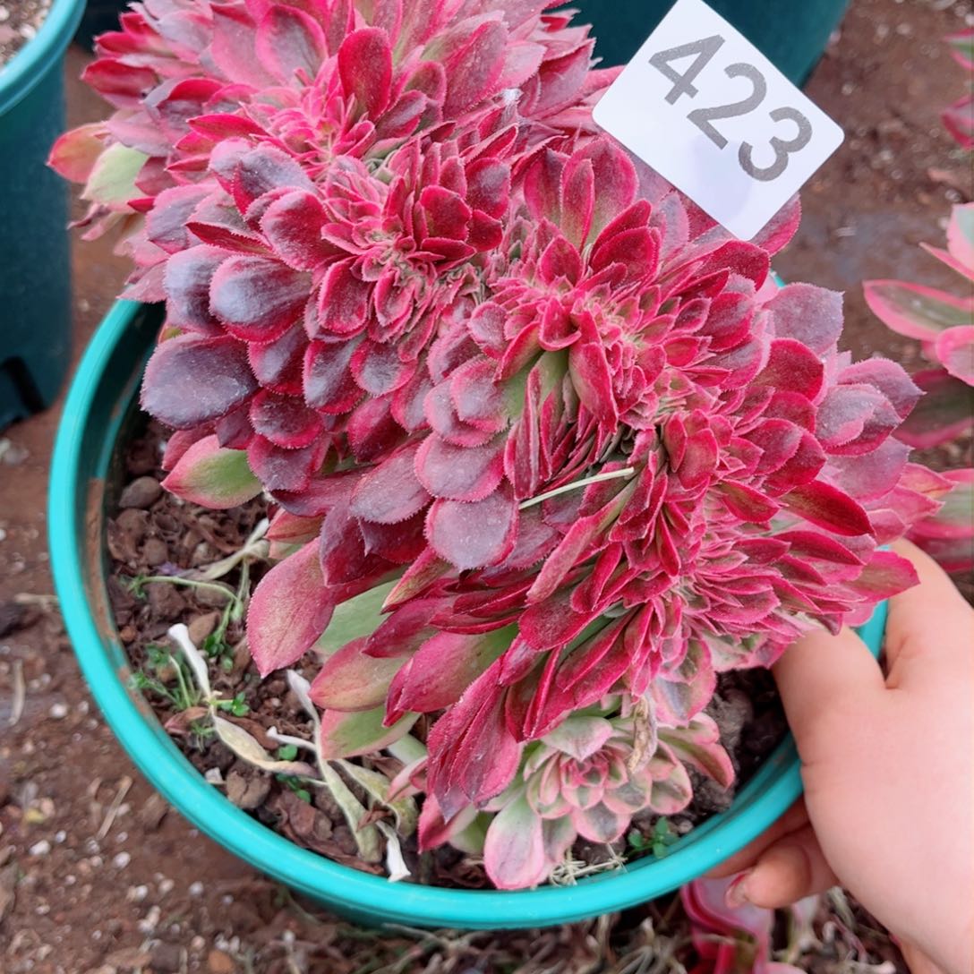 多肉植物423荔枝