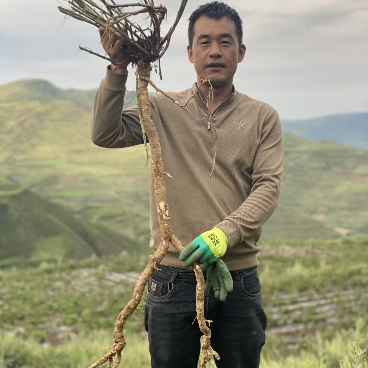 非种植甘肃岷县黄芪大片泡茶煲汤