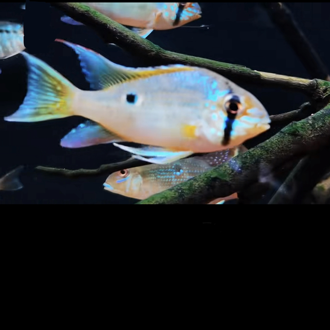 明天甄选｜野生瓦瑞尼蓝月亮宝石南美食土鲷热带鱼观赏鱼活体