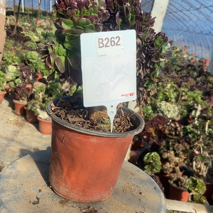 沙***鱼B262欧紫欧紫欧紫欧紫欧紫
