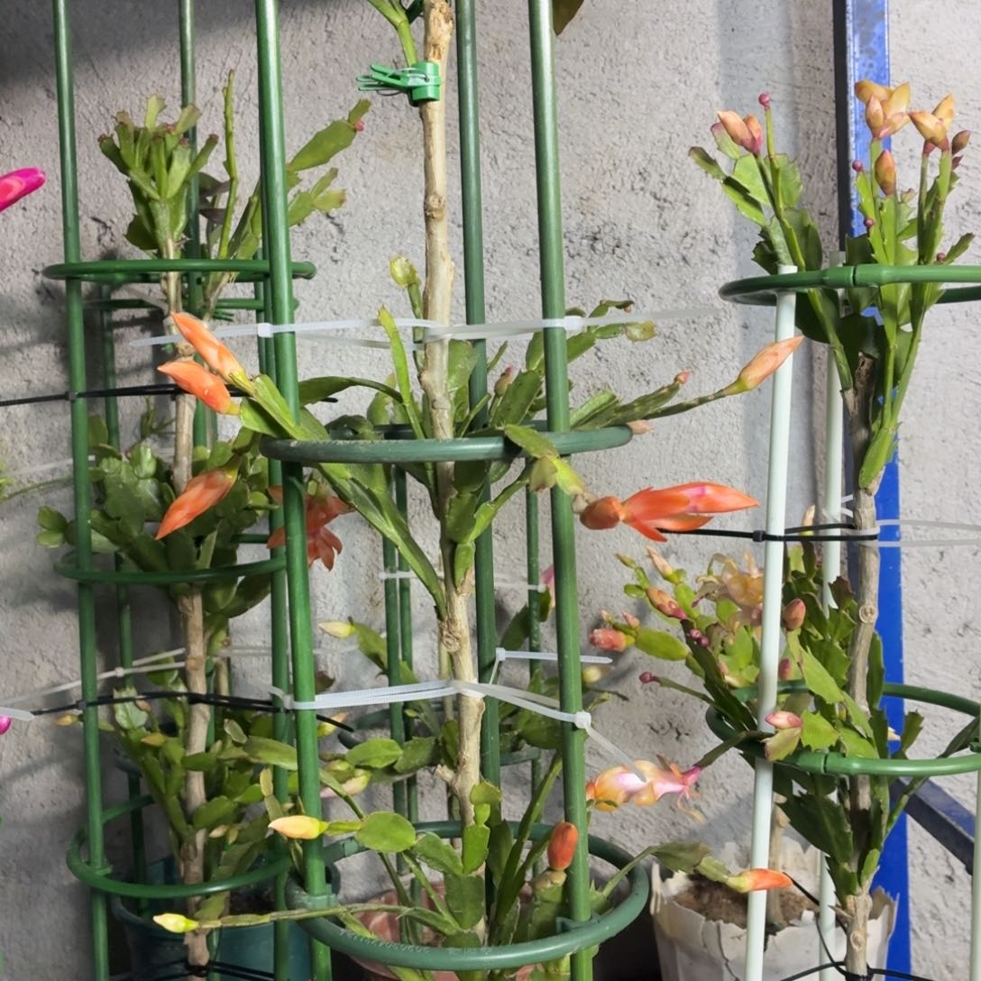 无花朵皮老师叶仙嫁接两层飞呀