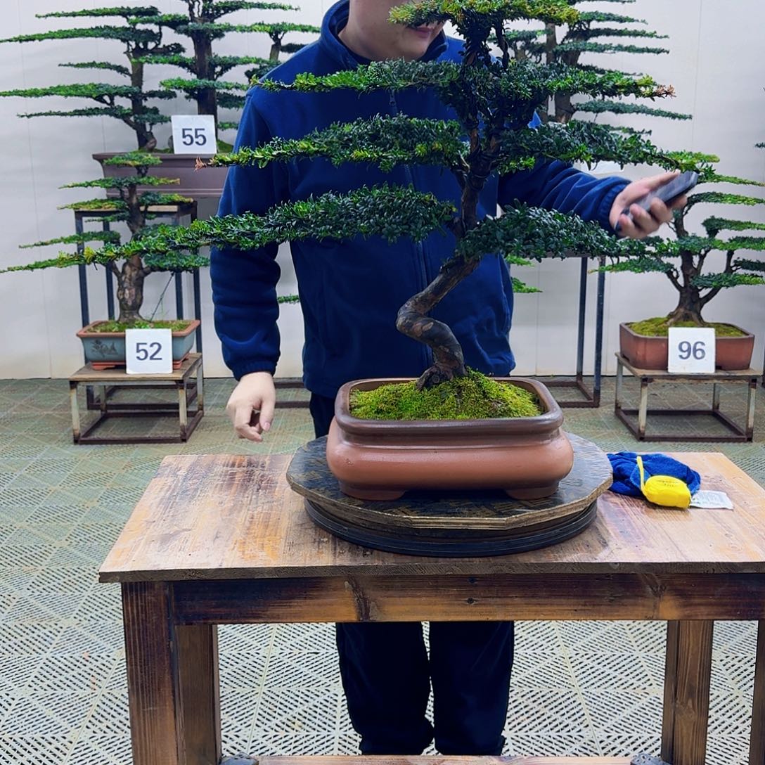 无花朵珍珠红芽罗汉松造型盆景