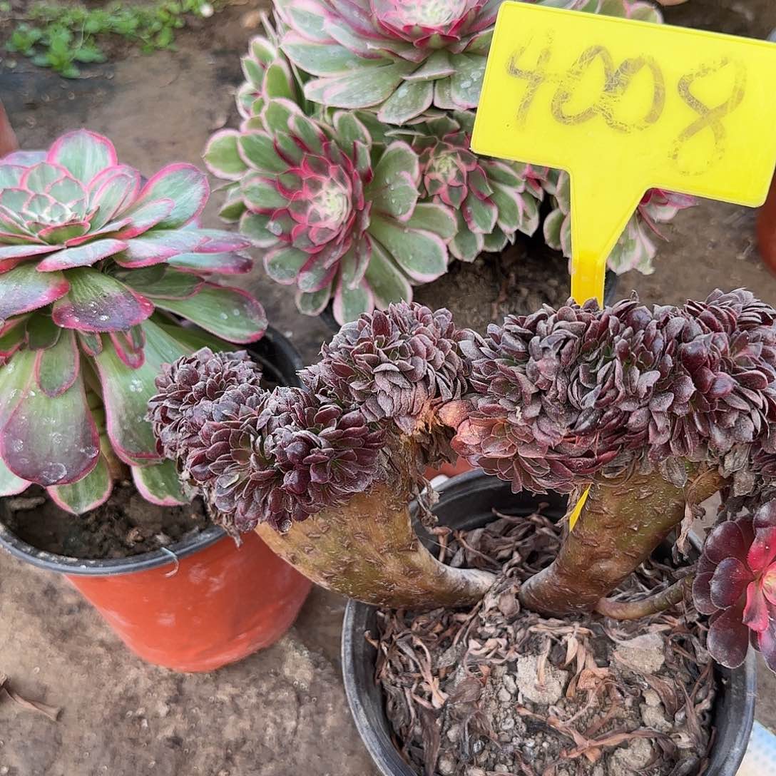 4008---美杜莎缀多头