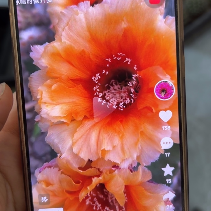 无花朵无根彩草侧芽歪凤舞