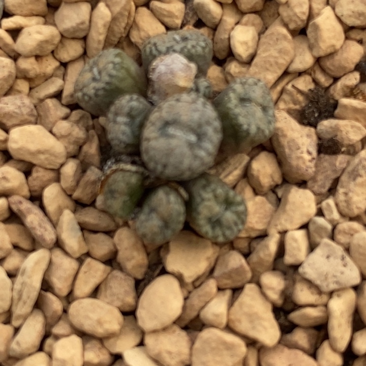 1764一颗康普提一群