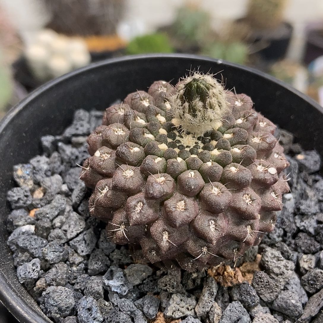 ギ***节实生黑罗汉仙人球