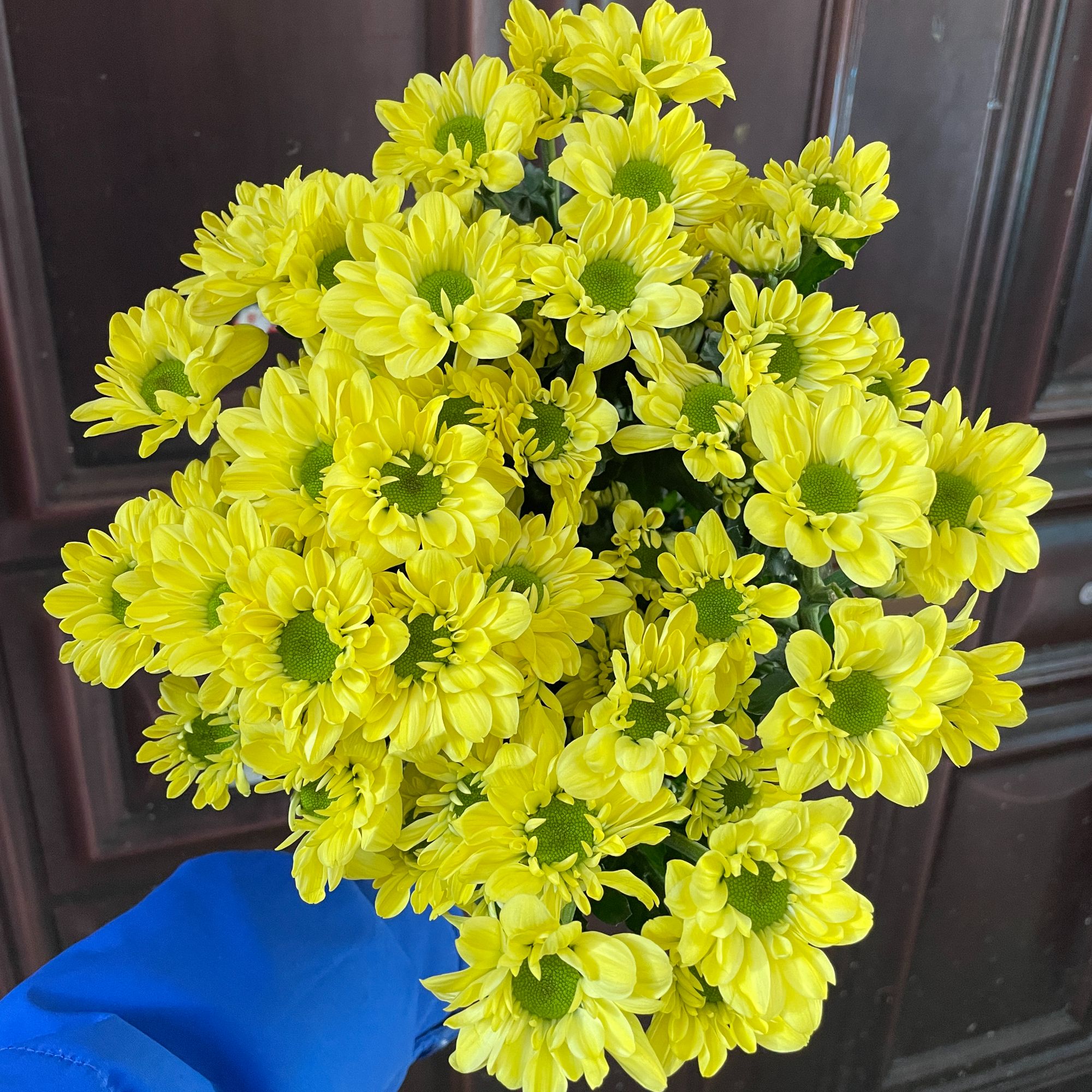 安吉拉（奶油黄）10枝 全店任意5单一个运费