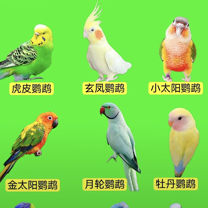 专属定制教你挑选鹦鹉