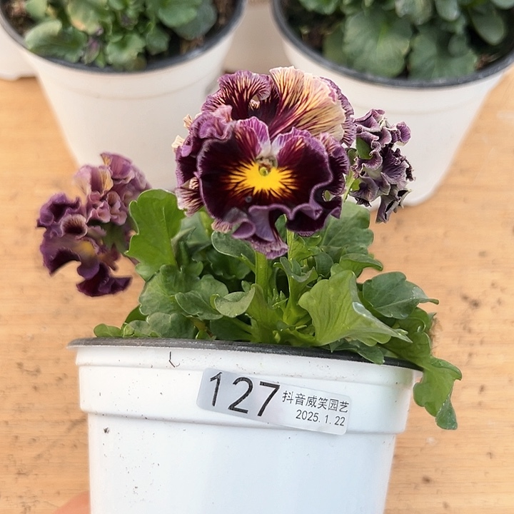 红陶抖音直播闪拍127