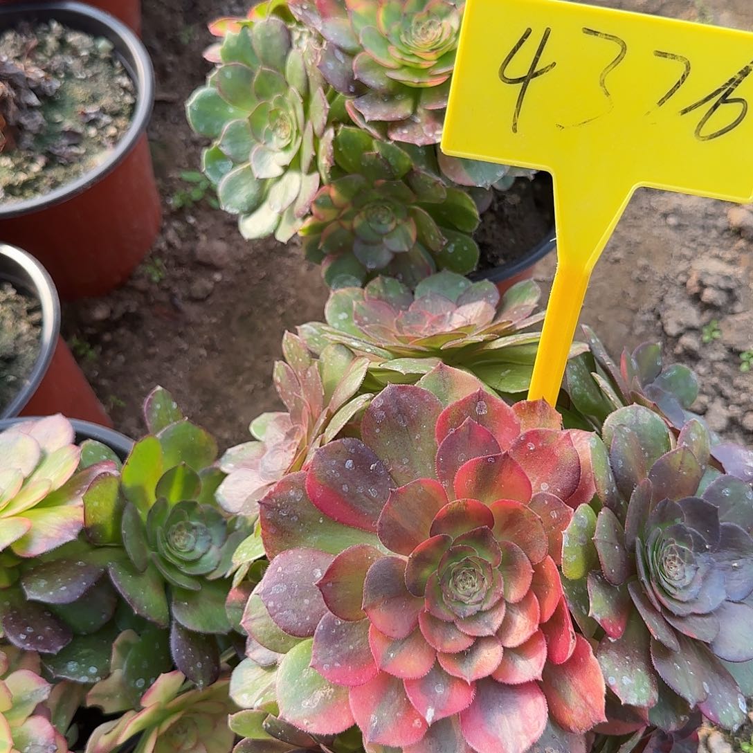 4326---万七彩多头多肉