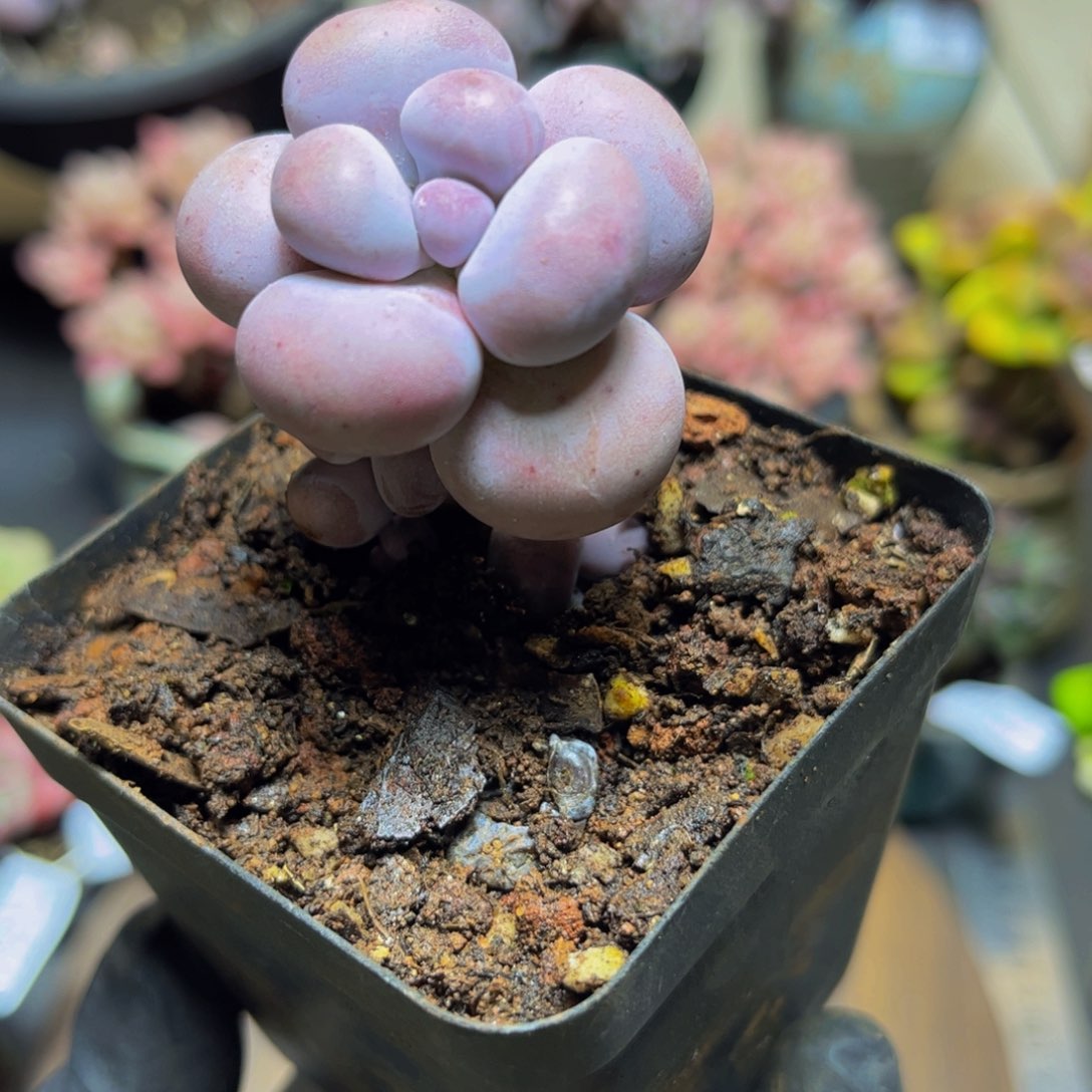 372芭比奶酪4厘米多肉