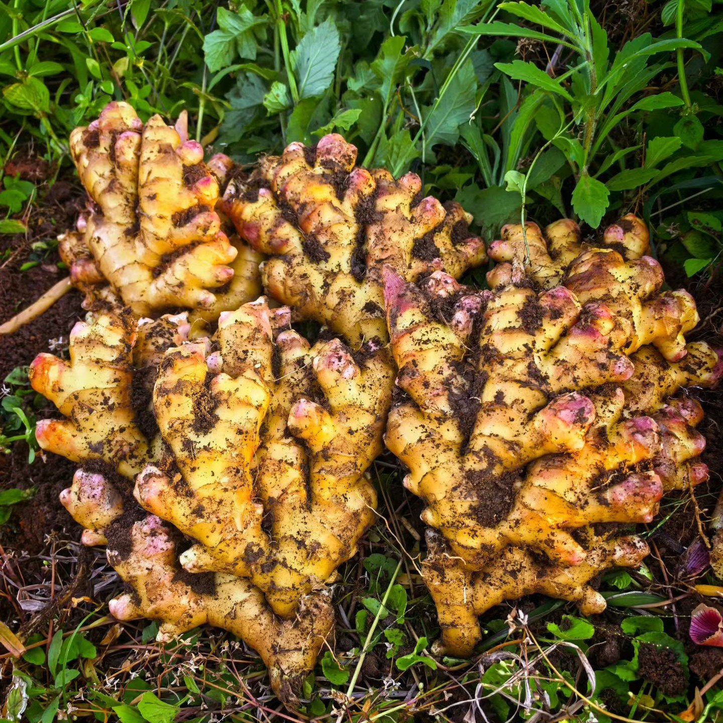 贵州小黄姜炒菜熬汤专用