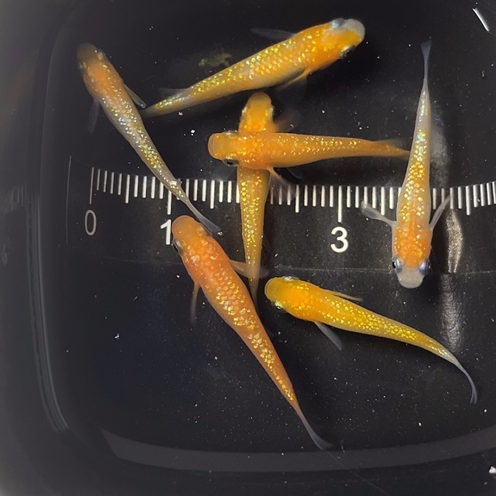 青鳉鱼王华7条，011号，满15包邮，可叠单