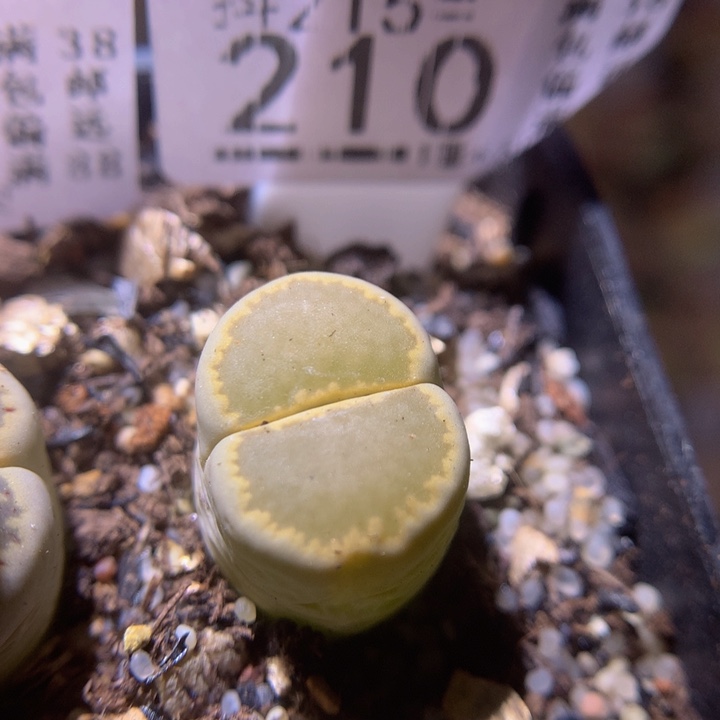 精品生石花215.210