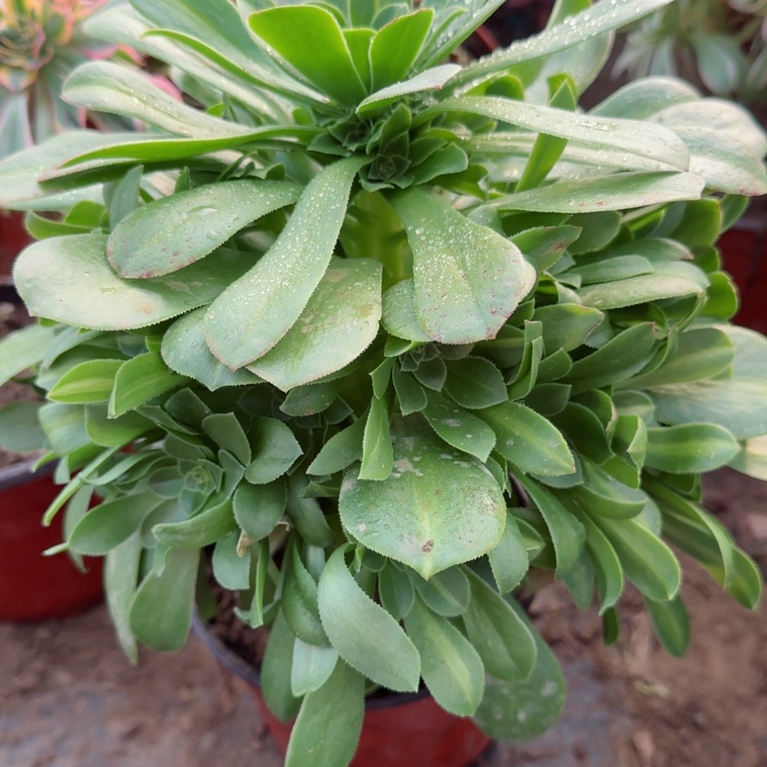 翡翠琉璃多肉138满28包邮断枝不包