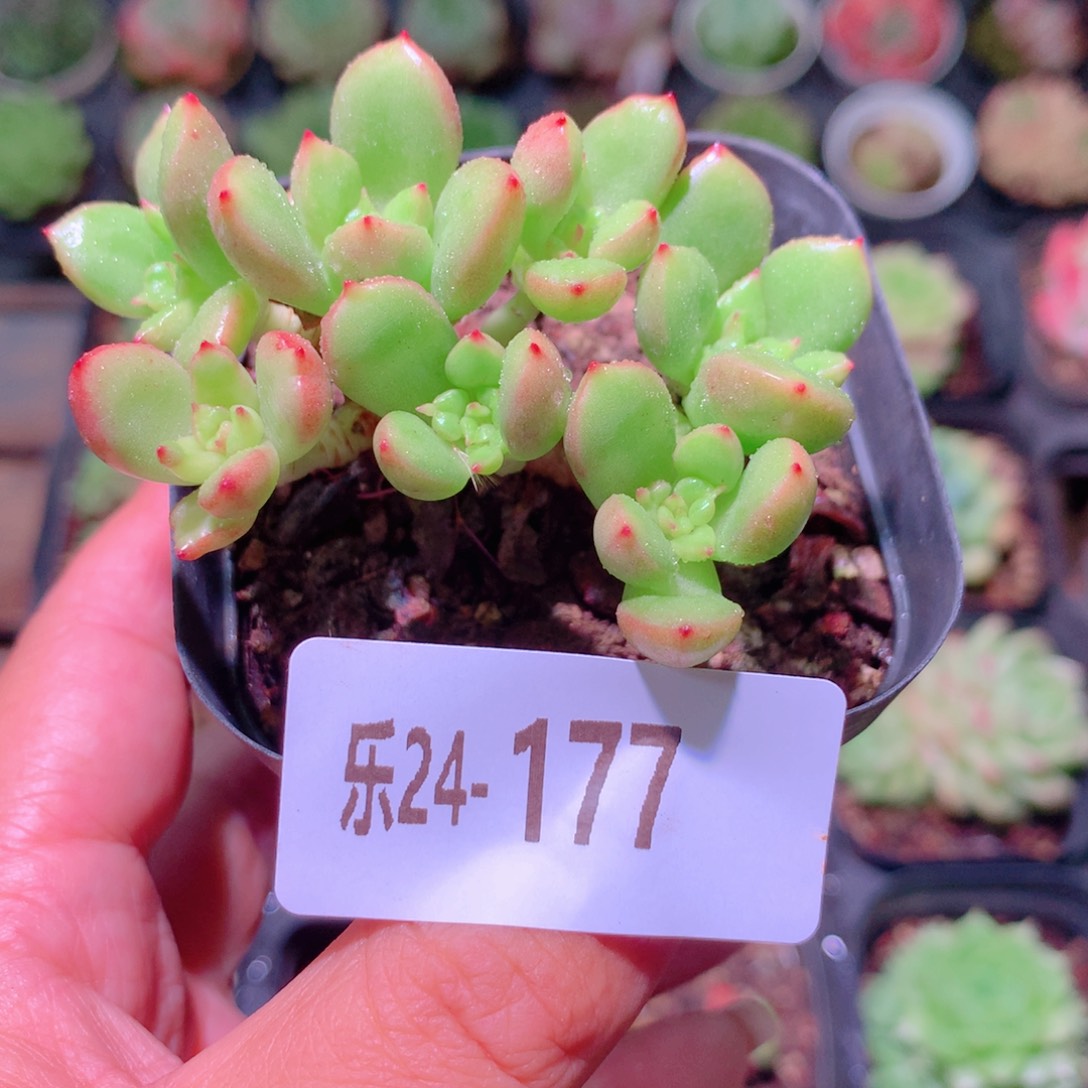 乐然24-177 苹果花 